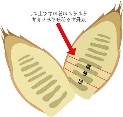 竹生長時間