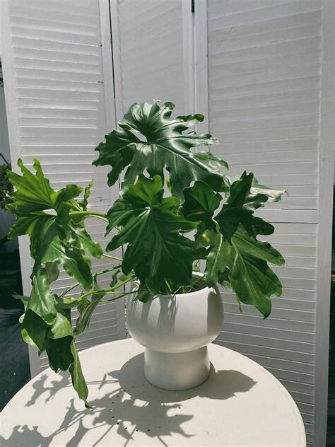 入厝植物