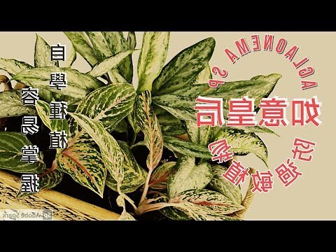 紅如意植物