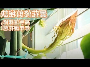 曇花修剪