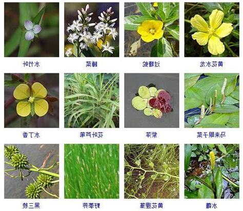 水生植物四大類