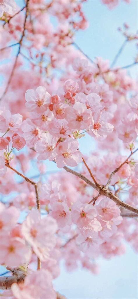 招桃花