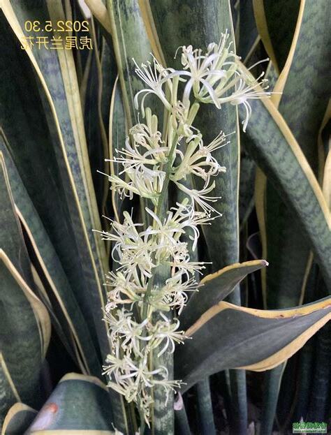 金邊虎尾蘭開花