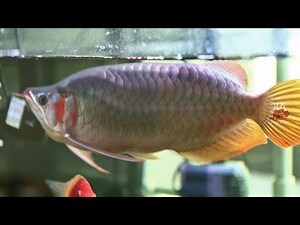 辣椒血紅龍