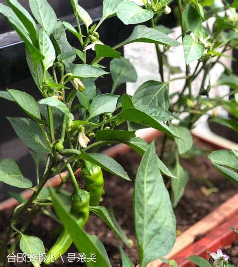 家裡種辣椒風水
