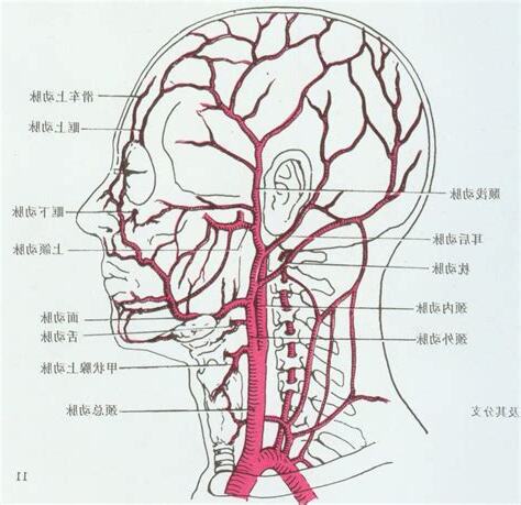 外頸動脈分支口訣