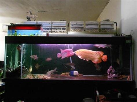 花羅漢魚缸