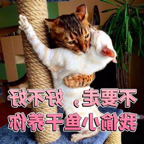 養貓改運