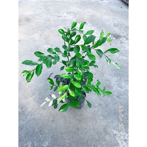 大葉七里香風水
