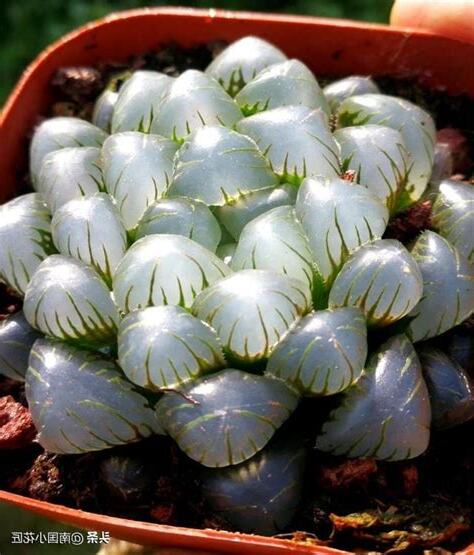 玉露養護