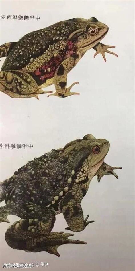 蟾蜍放的位置