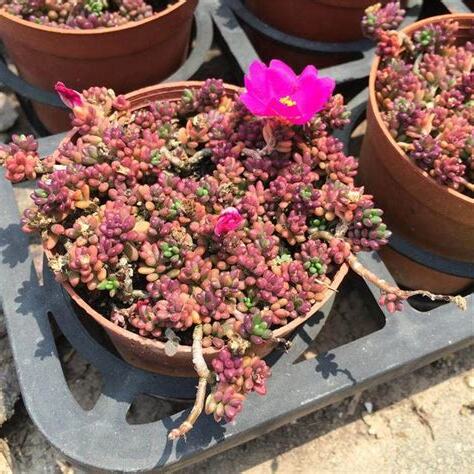 門口種花