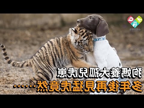 夢到養小老虎