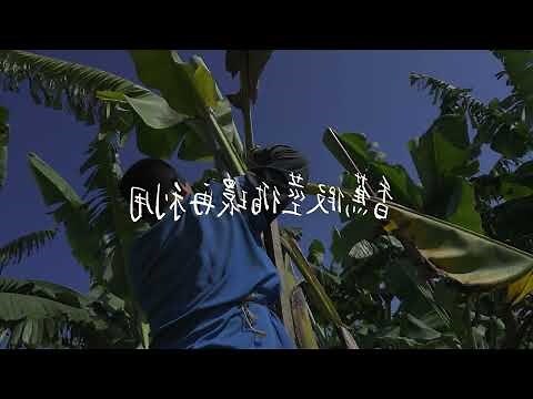 香蕉樹擋煞