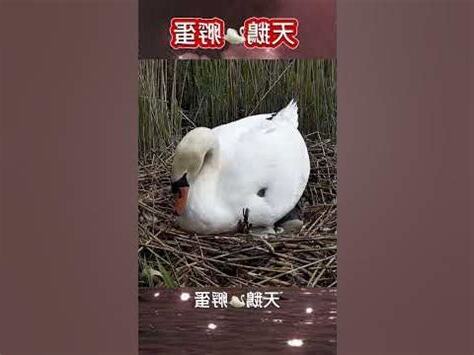 天鵝孵蛋