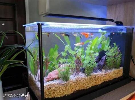 魚缸放哪