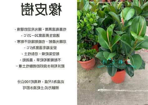 橡皮樹照顧
