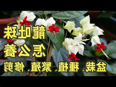 龍吐珠品種