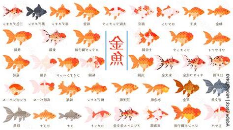 金魚種類介紹
