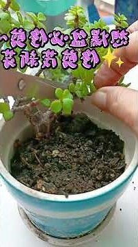 樹馬齒莧風水