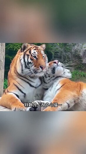 夢到老虎撒嬌