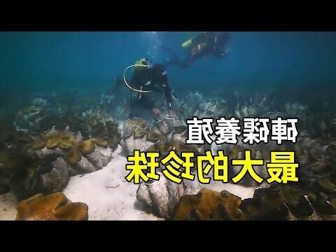 硨磲顏色