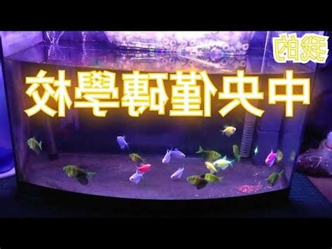 金磚魚好養嗎