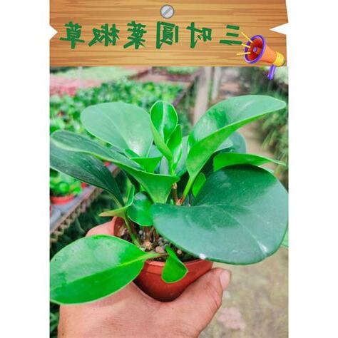 圓葉椒草招財