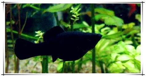 瑪麗魚
