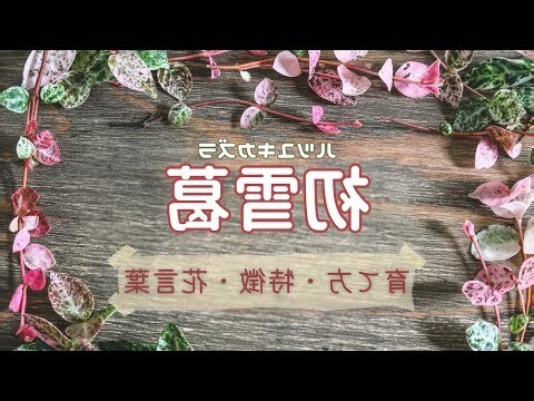 初雪葛風水