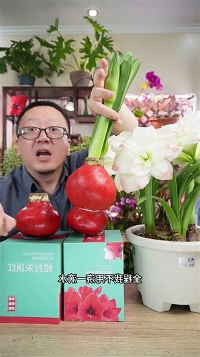 盆栽擺放