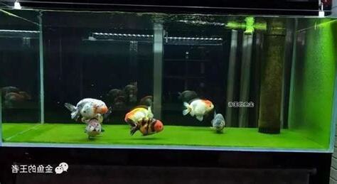 養金魚數量
