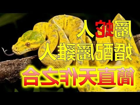 蛇和牛相配吗