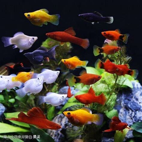 飼養魚
