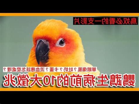 小鳥死掉怎麼處理