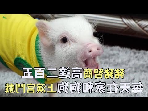 主人的扁胸小母狗