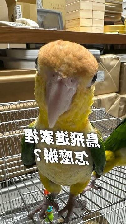 鳥飛進家裡