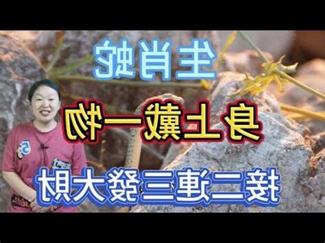 屬蛇的幸運物