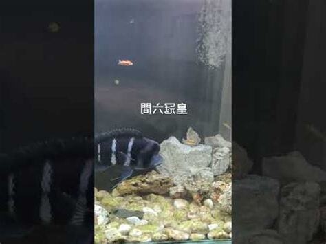 六間魚混養