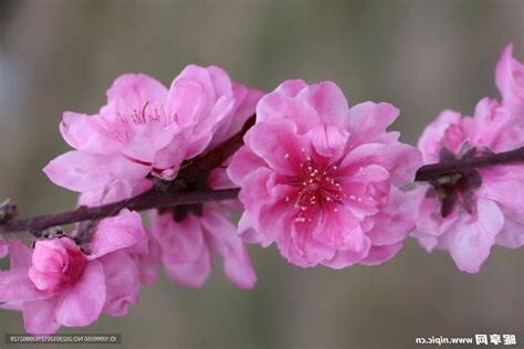 桃花
