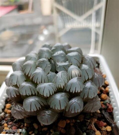 玉露怎麼養