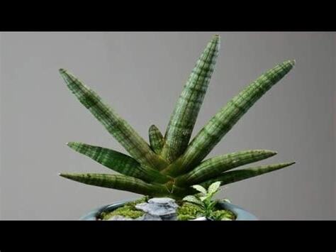佛手虎尾蘭繁殖