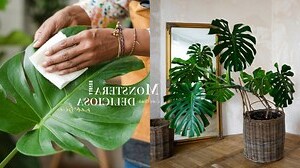 龜背芋招財