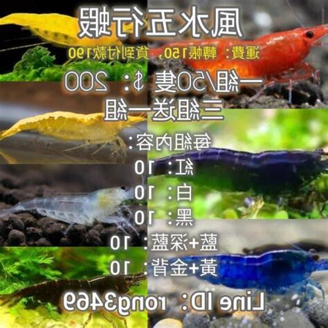 五行風水蝦