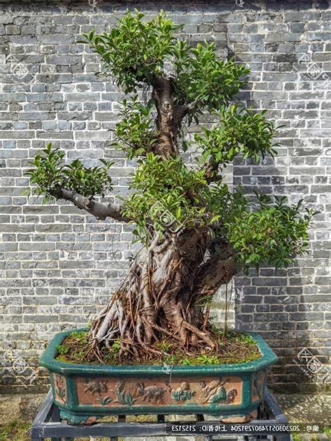 榕树盆栽风水