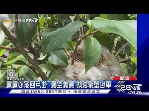 鳥學飛