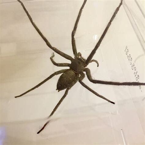 家裡出現超大蜘蛛