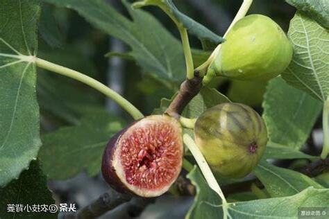 無花果樹不結果
