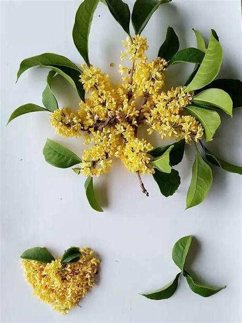 桂花屬性