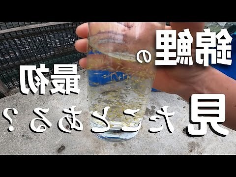 白錦鯉